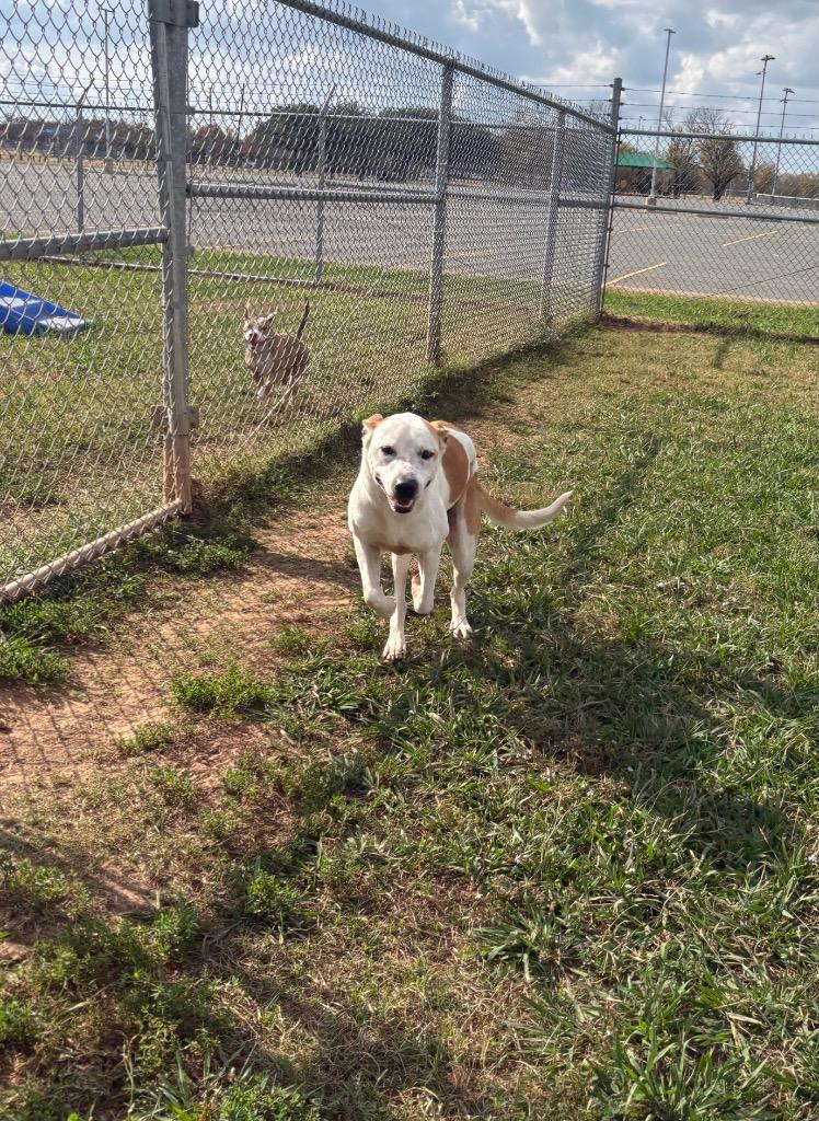 Enlarge Chief, a Adoptable Mixed Breed in Bossier City, LA image 2/3