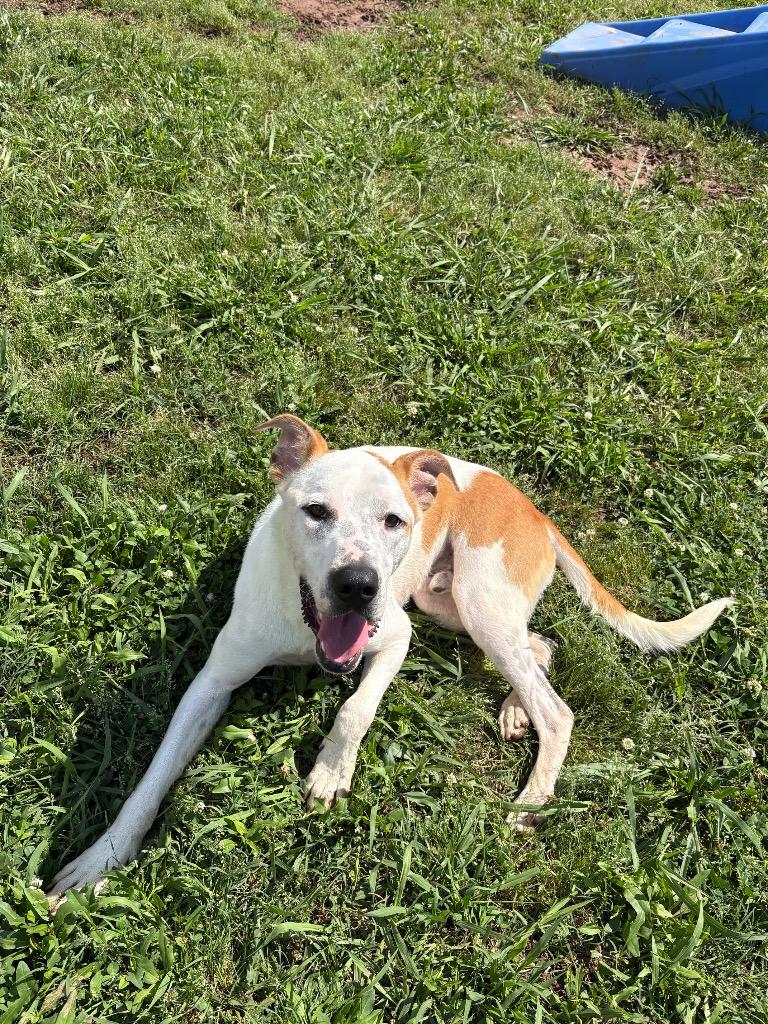 Chief, a Adoptable Mixed Breed in Bossier City, LA image 5/6