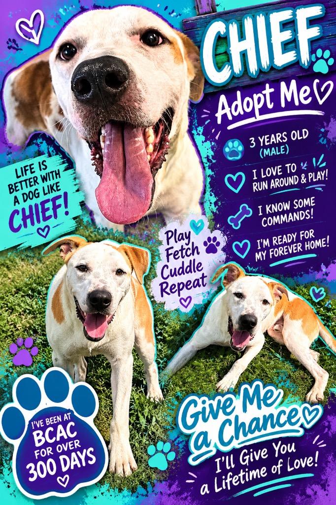 Enlarge Chief, a Adoptable Mixed Breed in Bossier City, LA image 5/6