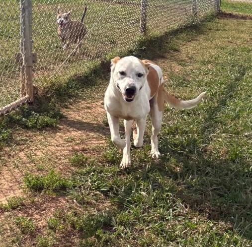 Enlarge Chief, a Adoptable Mixed Breed in Bossier City, LA image 3/3