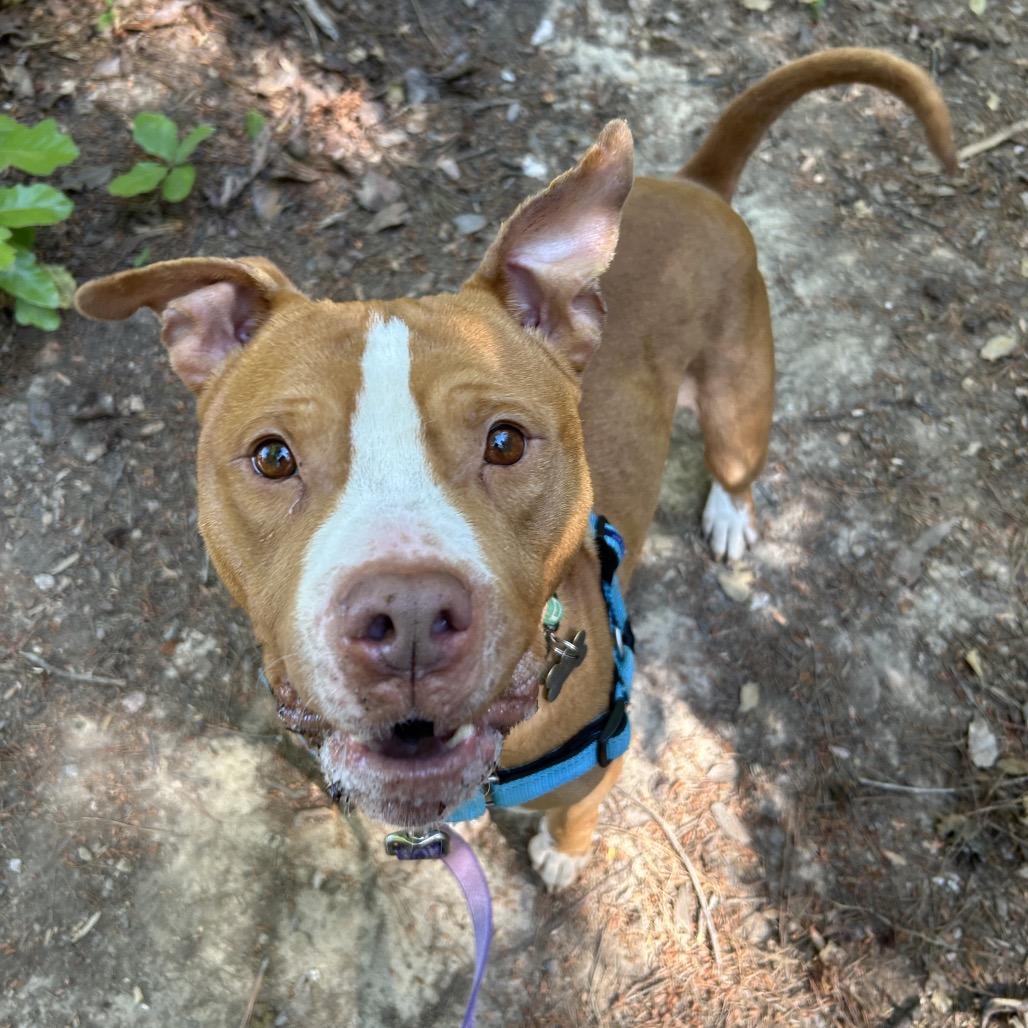 Cappo, a Adoptable mixed breed in Troy, VA image 1/6