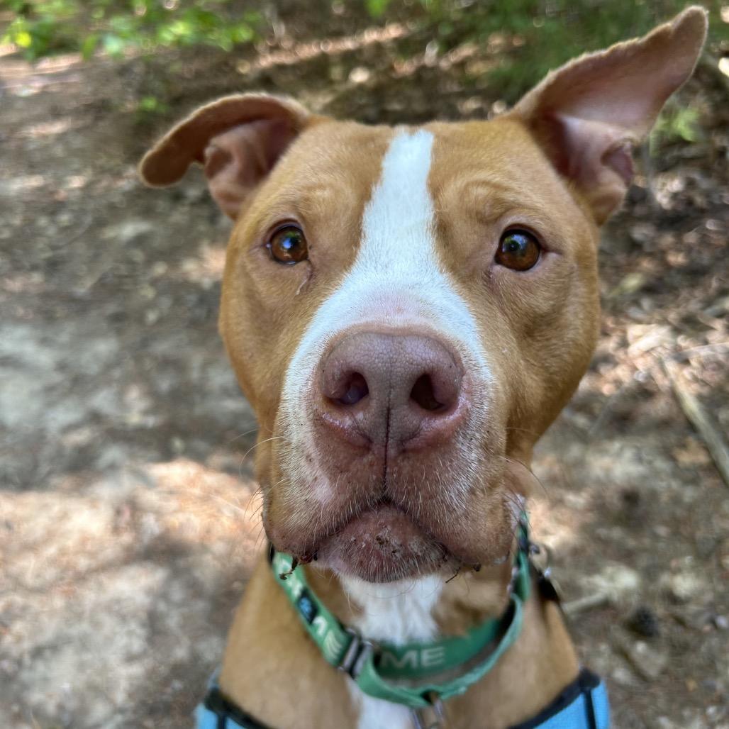 Cappo, a Adoptable mixed breed in Troy, VA image 2/6