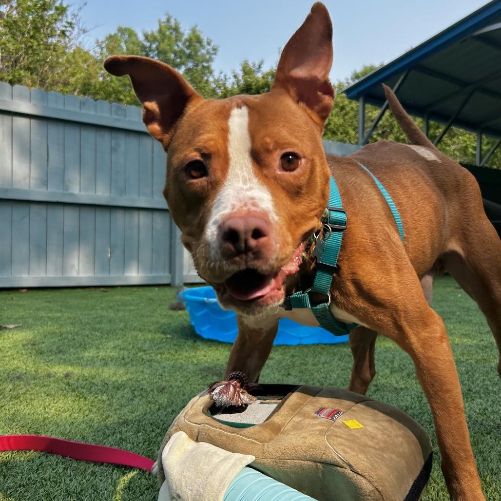Enlarge Cappo, a Adoptable mixed breed in Troy, VA image 3/6