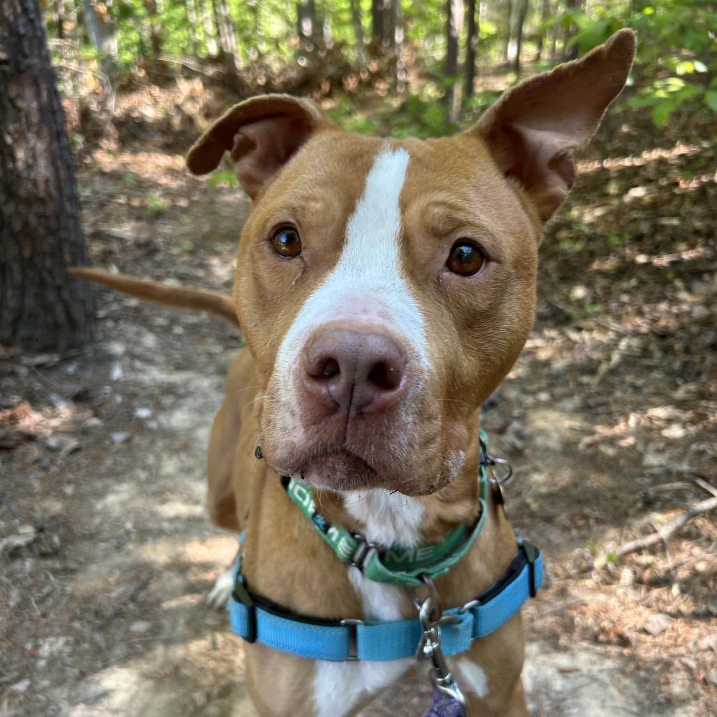 Cappo, a Adoptable mixed breed in Troy, VA image 3/6