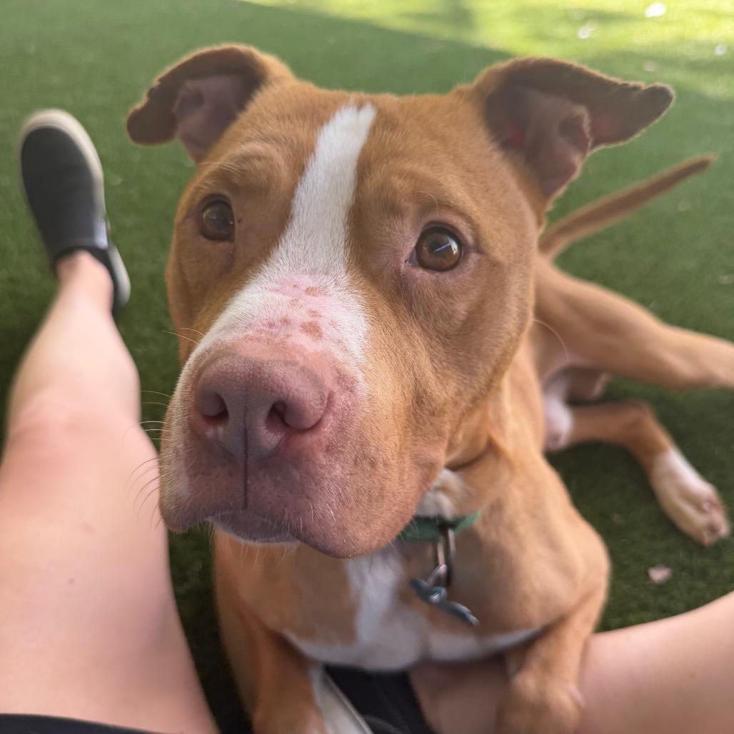 Cappo, a Adoptable mixed breed in Troy, VA image 4/6