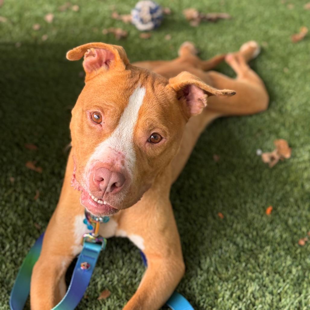 Cappo, a Adoptable mixed breed in Troy, VA image 5/6