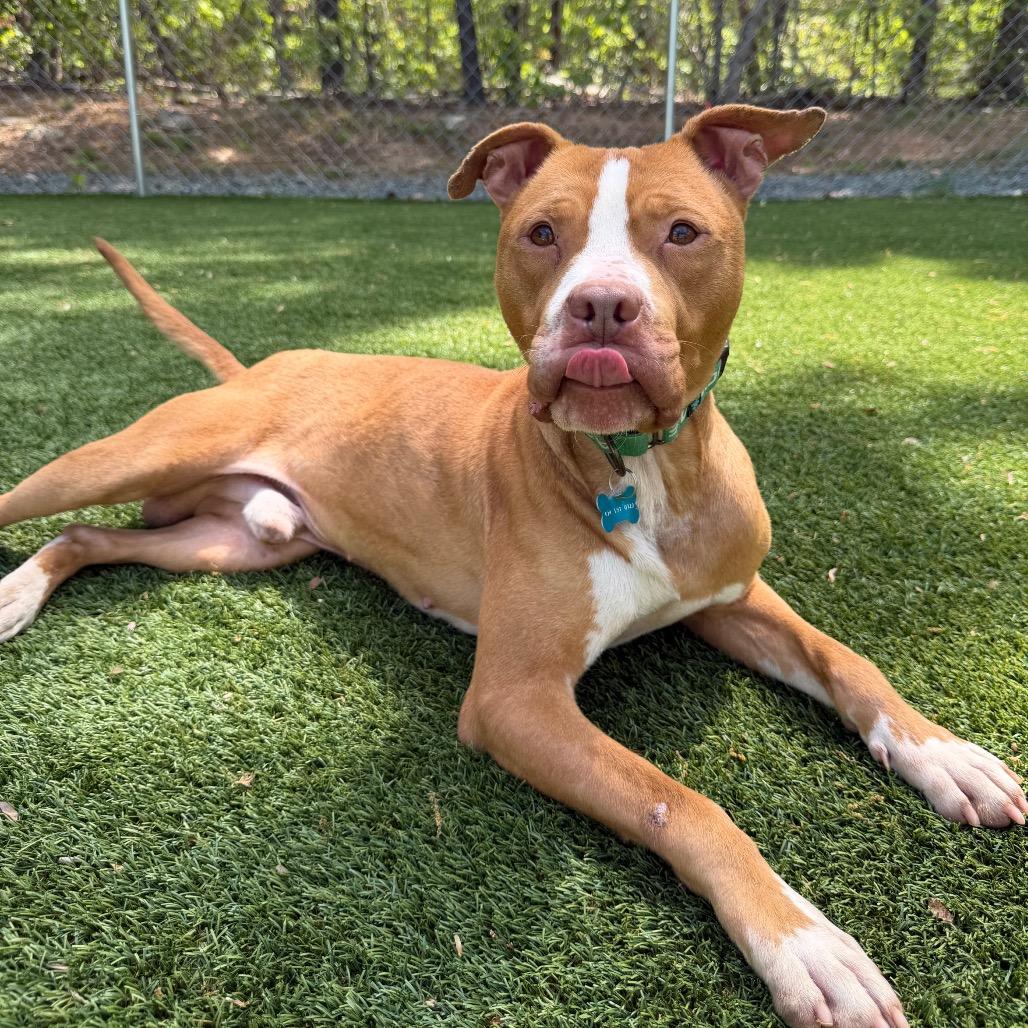 Cappo, a Adoptable mixed breed in Troy, VA image 6/6