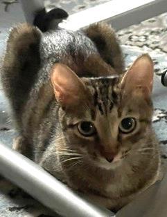 Debbie   `A PRIORITY PET`, Adoptable, Kitten Female Domestic Short Hair & Domestic Short Hair.