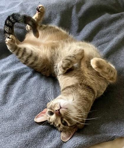 Enlarge Debbie   `A PRIORITY PET`, a Adoptable Domestic Short Hair in Columbia, SC image 2/3