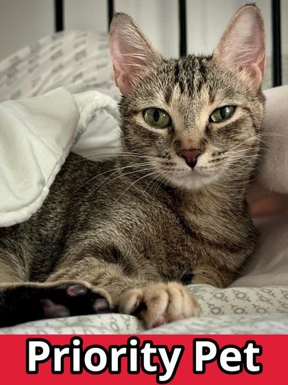 Enlarge Debbie   `A PRIORITY PET`, a Adoptable Domestic Short Hair in Columbia, SC image 3/3