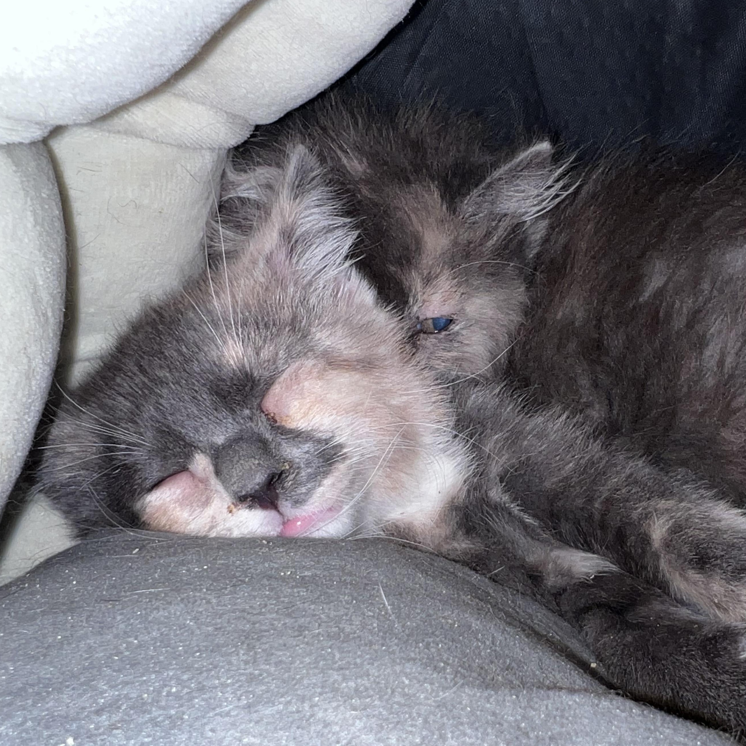 Enlarge Sylvie, a Adoptable Domestic Short Hair in Maplewood, NJ image 5/5