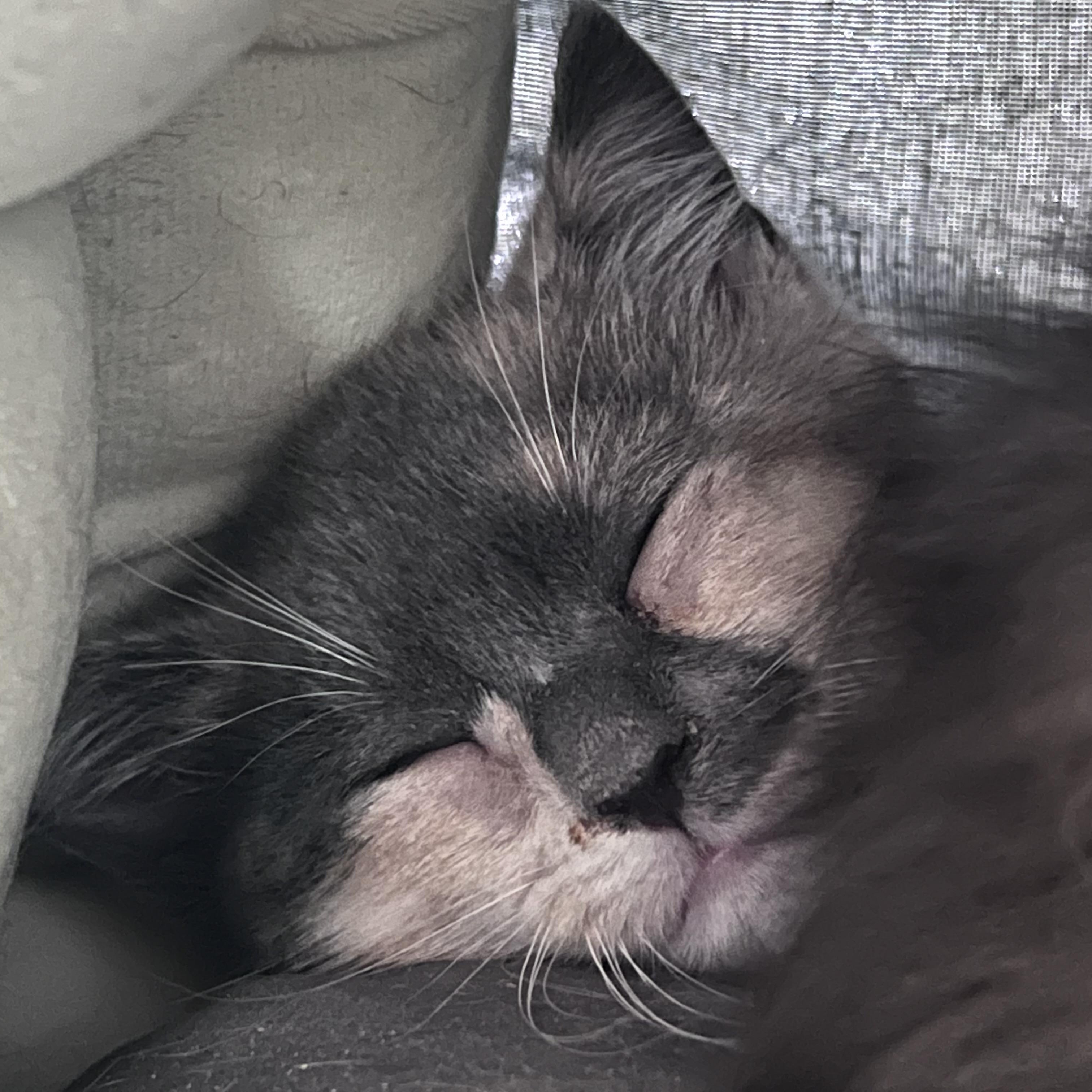 Enlarge Sylvie, a Adoptable Domestic Short Hair in Maplewood, NJ image 4/5