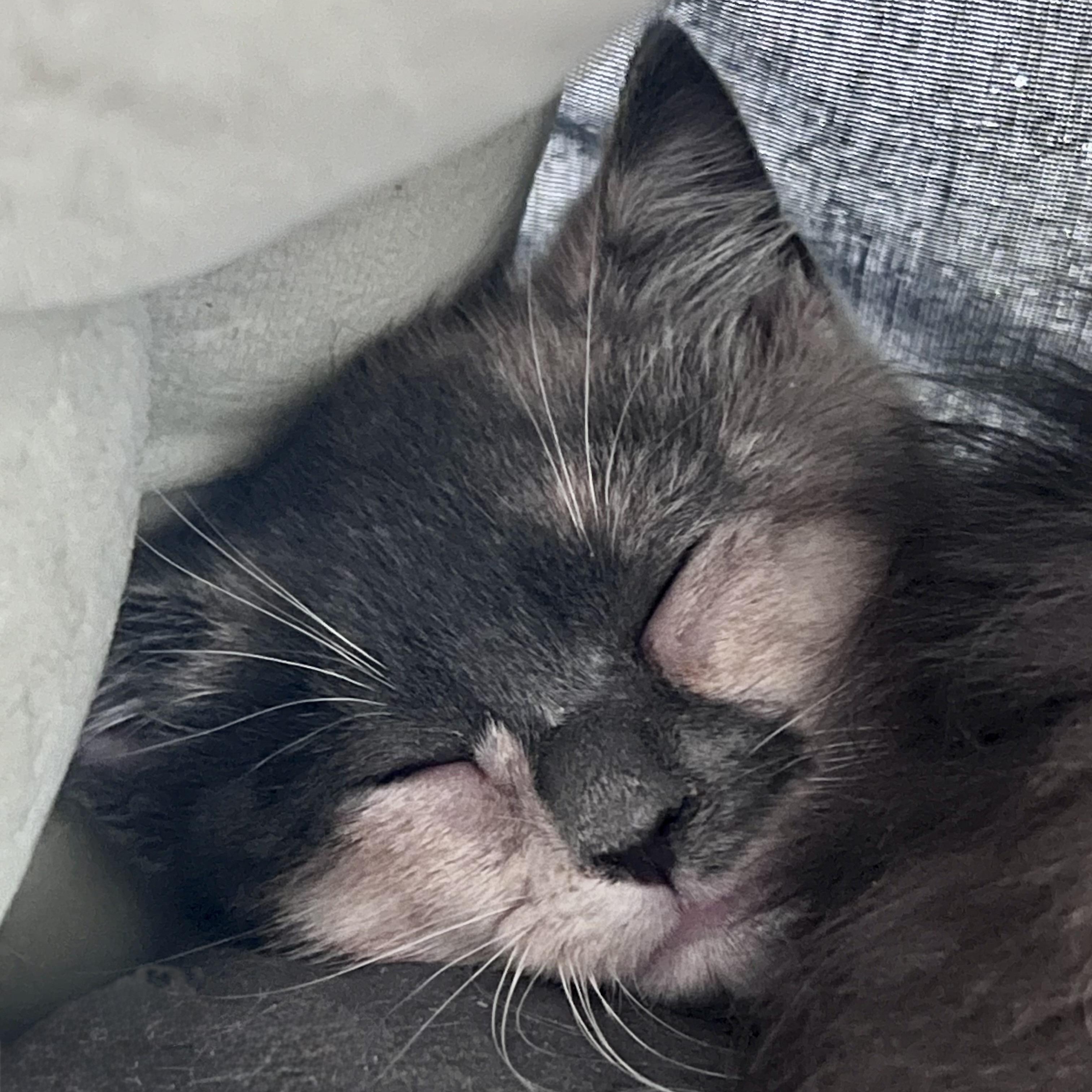 Enlarge Sylvie, a Adoptable Domestic Short Hair in Maplewood, NJ image 2/5