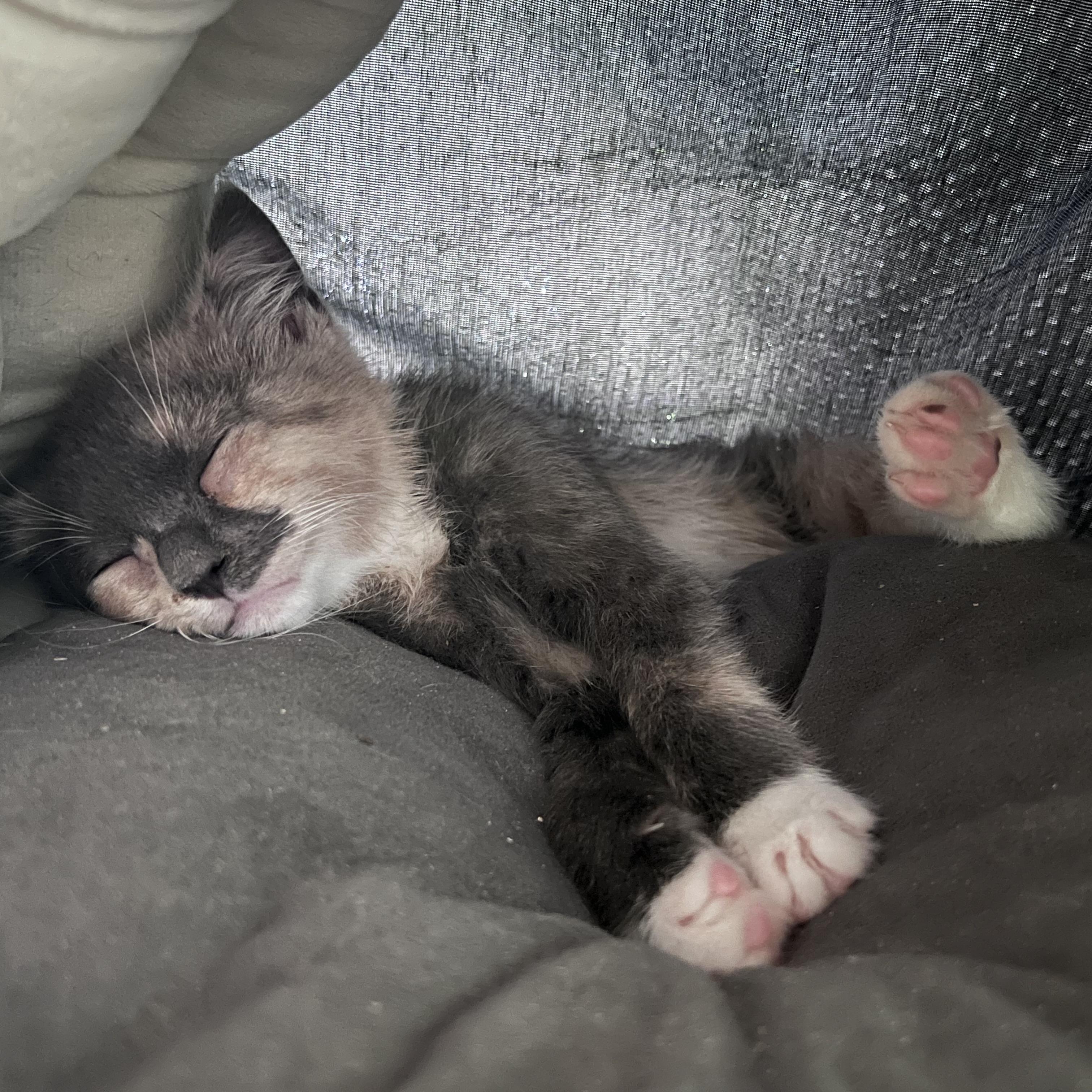 Enlarge Sylvie, a Adoptable Domestic Short Hair in Maplewood, NJ image 3/5
