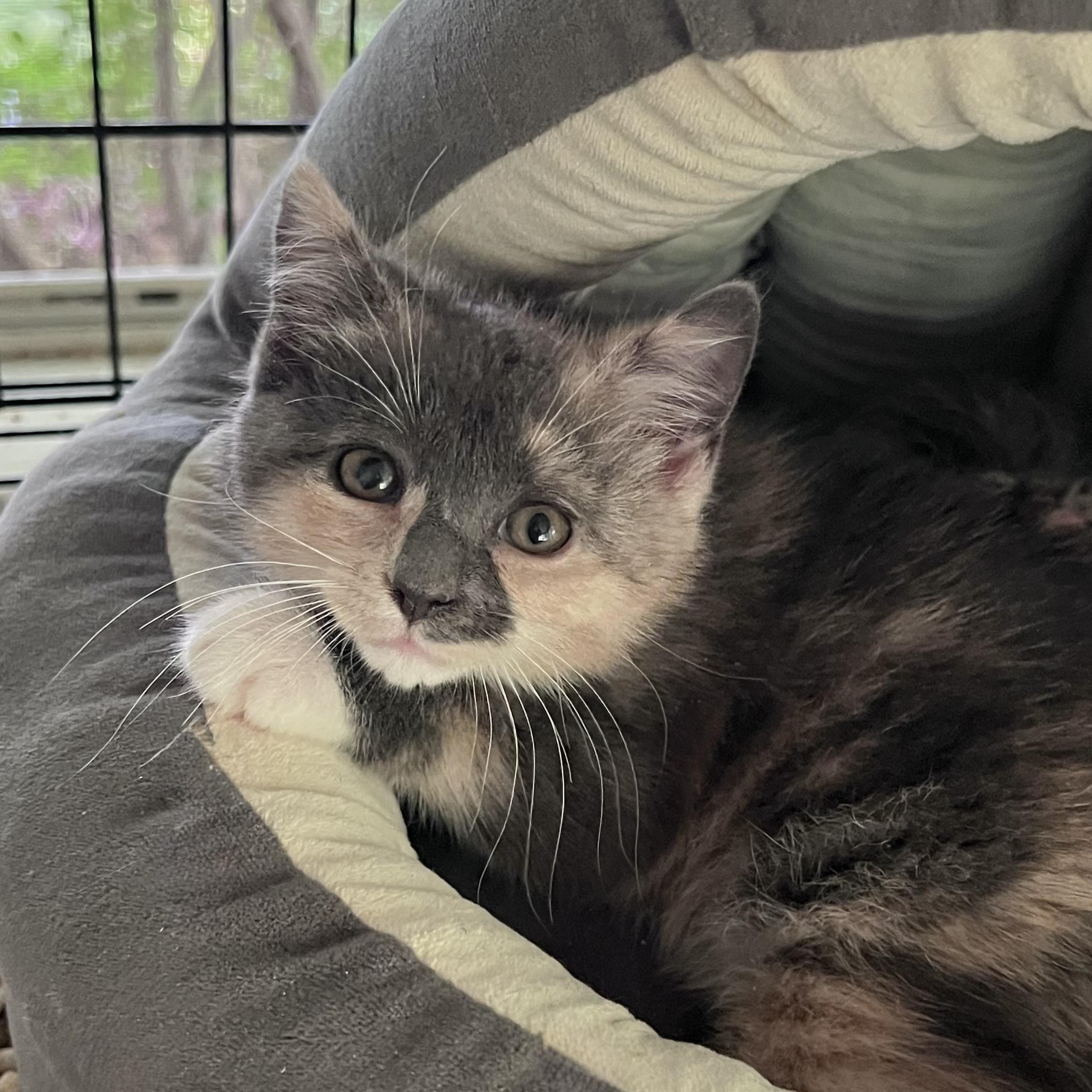 Sylvie, Adoptable, Kitten Female Domestic Short Hair.
