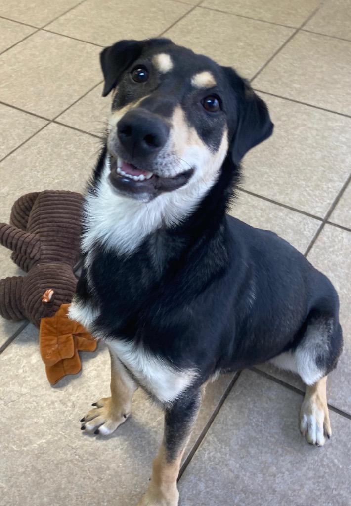 Enlarge Apollo, a Adoptable Doberman Pinscher in Midland, TX image 1/6