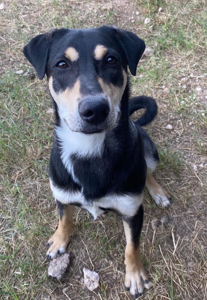 Enlarge Apollo, a Adoptable Doberman Pinscher in Midland, TX image 2/6