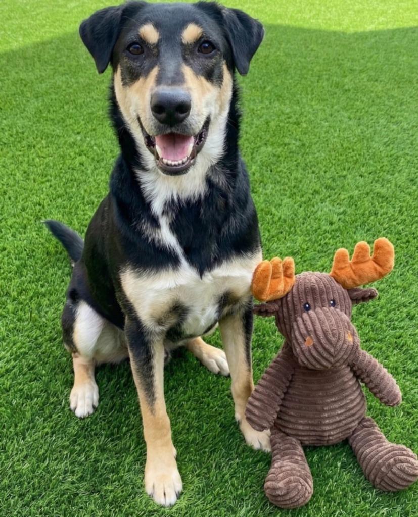 Enlarge Apollo, a Adoptable Doberman Pinscher in Midland, TX image 3/6