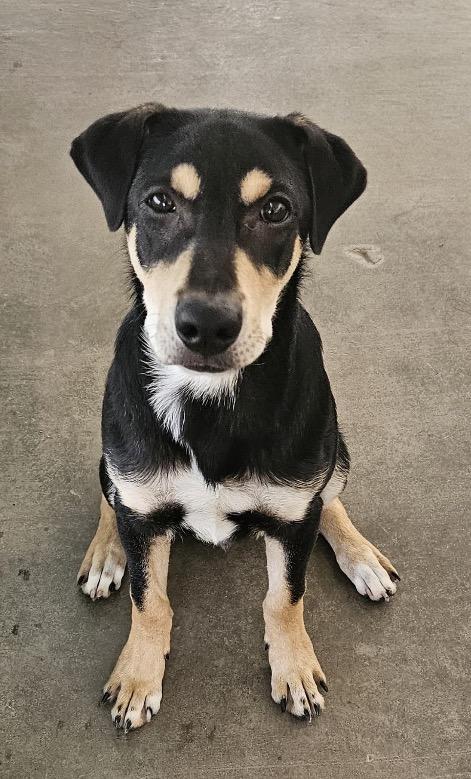 Enlarge Apollo, a Adoptable Doberman Pinscher in Midland, TX image 4/6