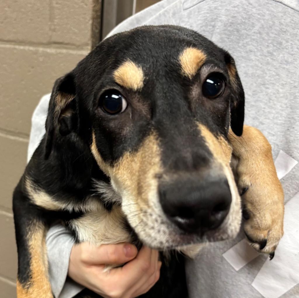 Enlarge Apollo, a Adoptable Doberman Pinscher in Midland, TX image 5/6