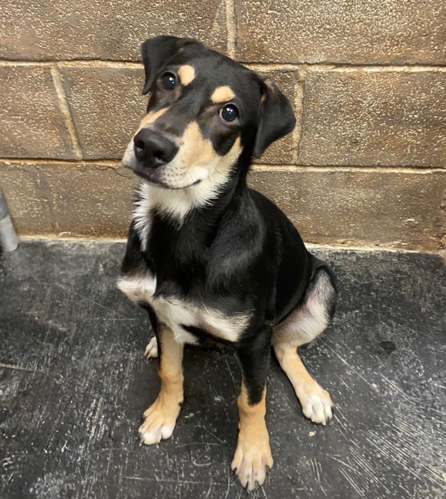 Enlarge Apollo, a Adoptable Doberman Pinscher in Midland, TX image 6/6