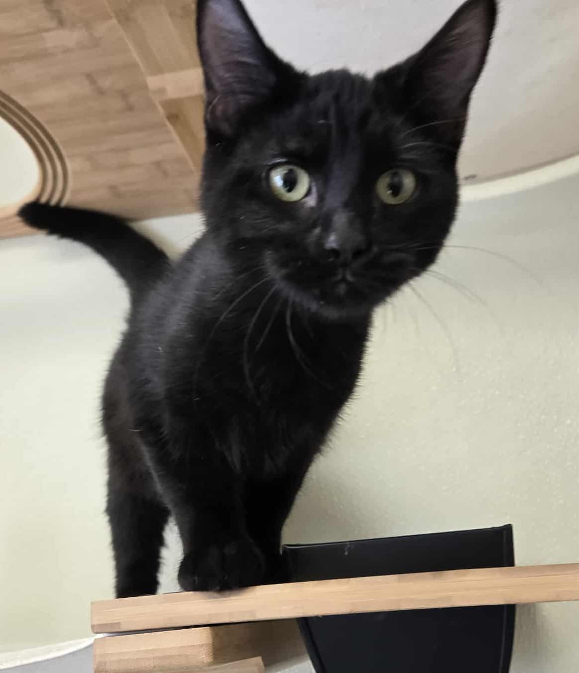 Raggedy Ann, an adoptable Domestic Short Hair in Larned, KS, 67550 | Photo Image 2