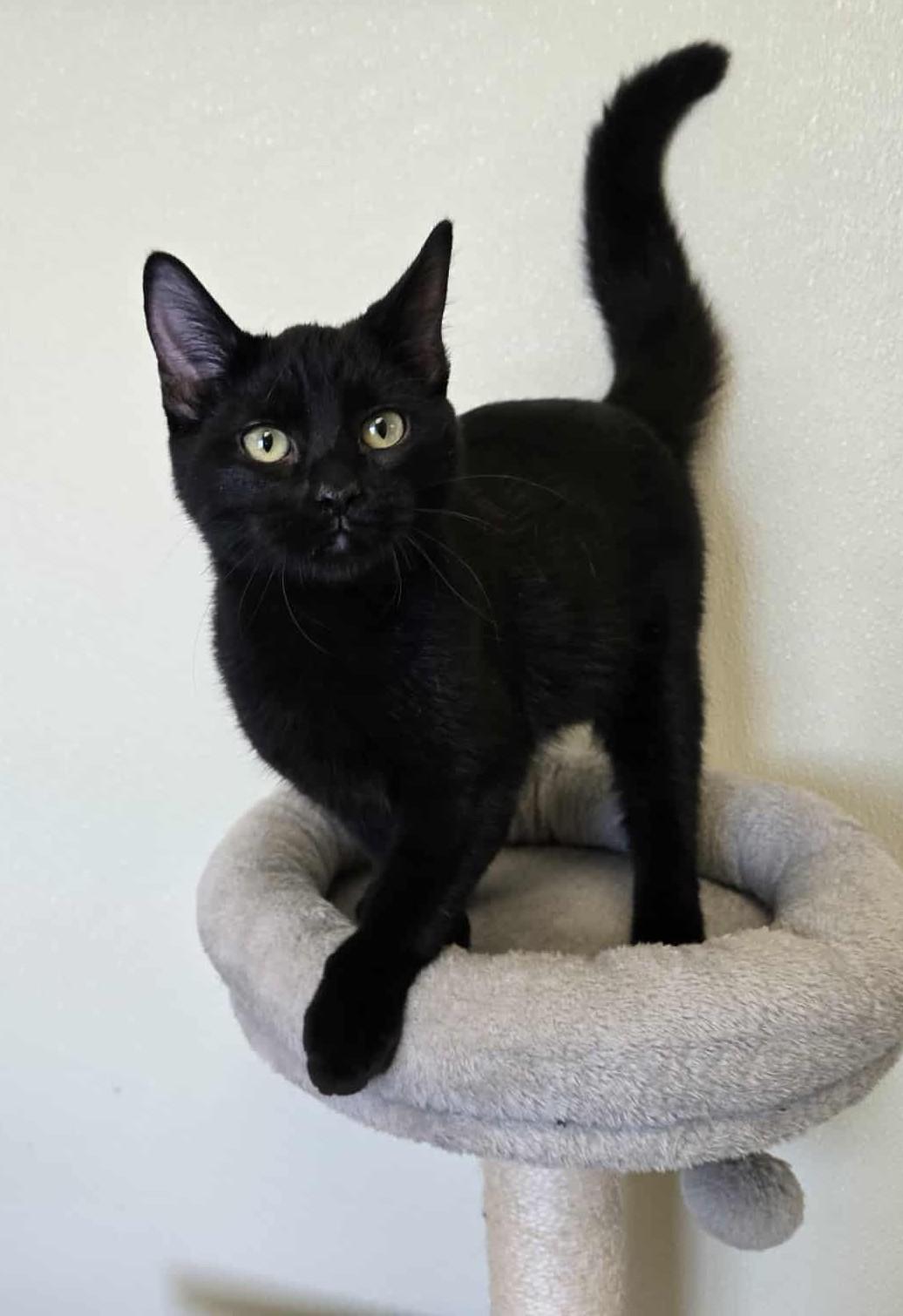 Raggedy Ann, an adoptable Domestic Short Hair in Larned, KS, 67550 | Photo Image 1