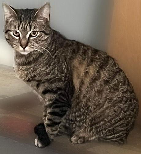 Enlarge Gary, a Adoptable Domestic Short Hair in Newport, KY image 1/3