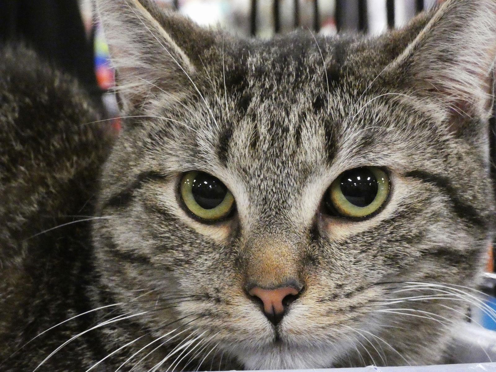 Enlarge Gary, a Adoptable Domestic Short Hair in Newport, KY image 2/3