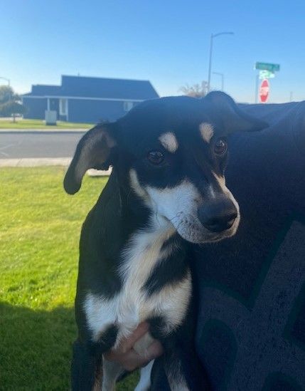 Enlarge Clifford, a Adoptable mixed breed in Pasco, WA image 2/6