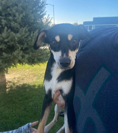 Enlarge Clifford, a Adoptable mixed breed in Pasco, WA image 4/6