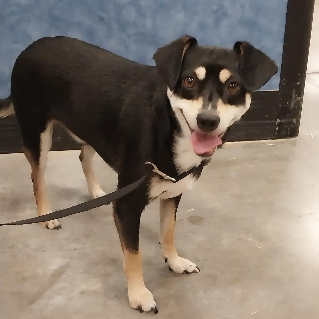 Enlarge Clifford, a Adoptable mixed breed in Pasco, WA image 1/6