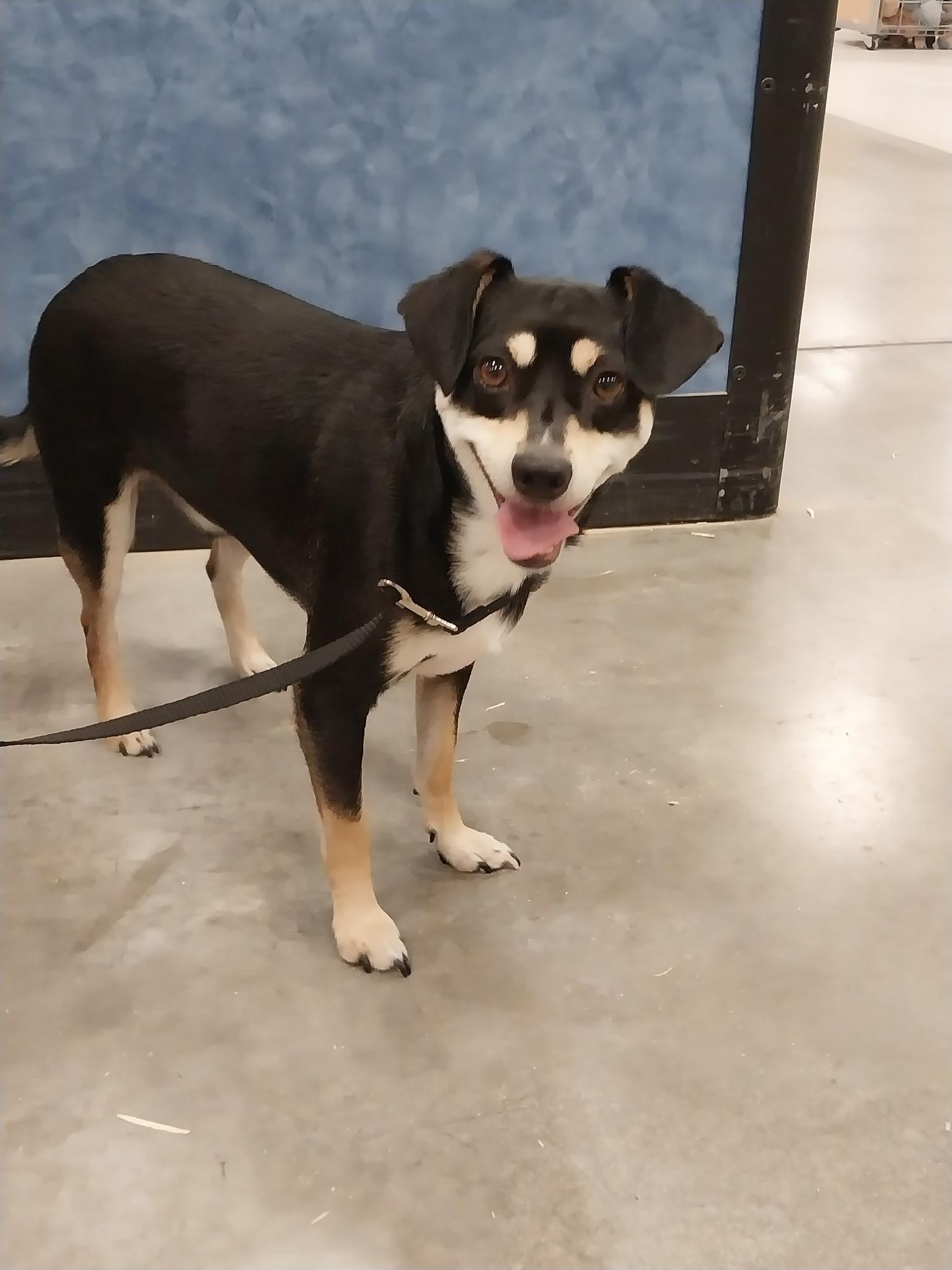 Enlarge Clifford, a Adoptable mixed breed in Pasco, WA image 1/6