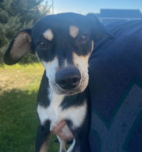 Enlarge Clifford, a Adoptable mixed breed in Pasco, WA image 5/6