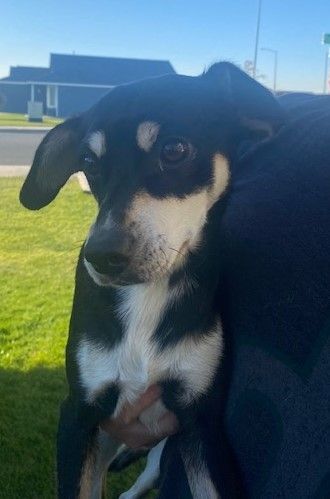 Enlarge Clifford, a Adoptable mixed breed in Pasco, WA image 6/6