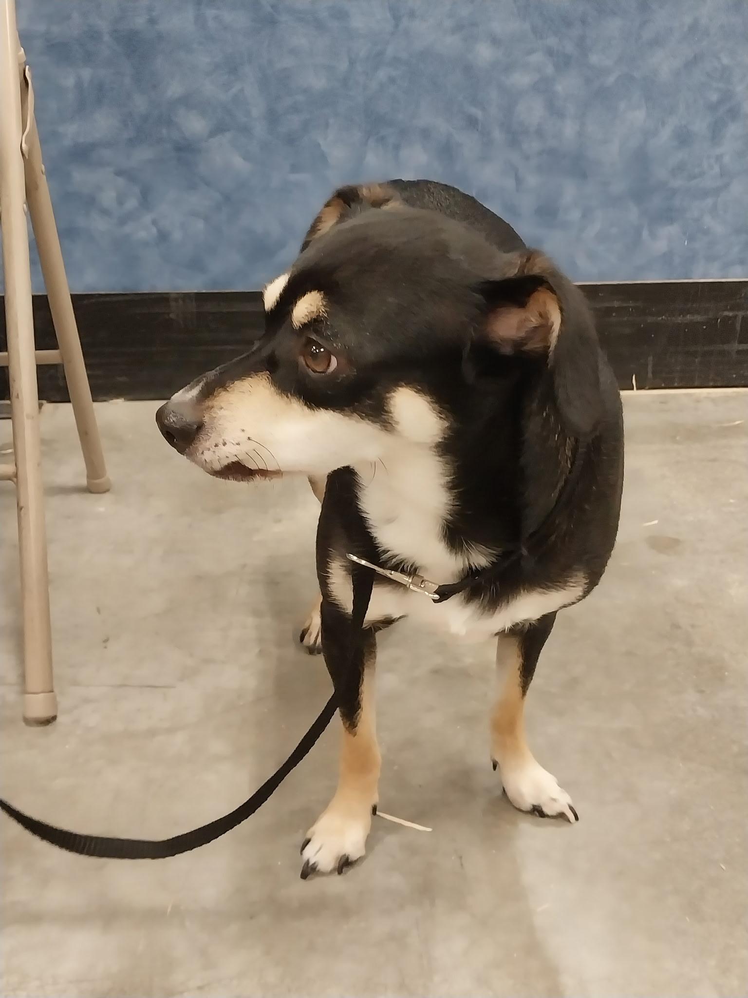 Enlarge Clifford, a Adoptable mixed breed in Pasco, WA image 3/6