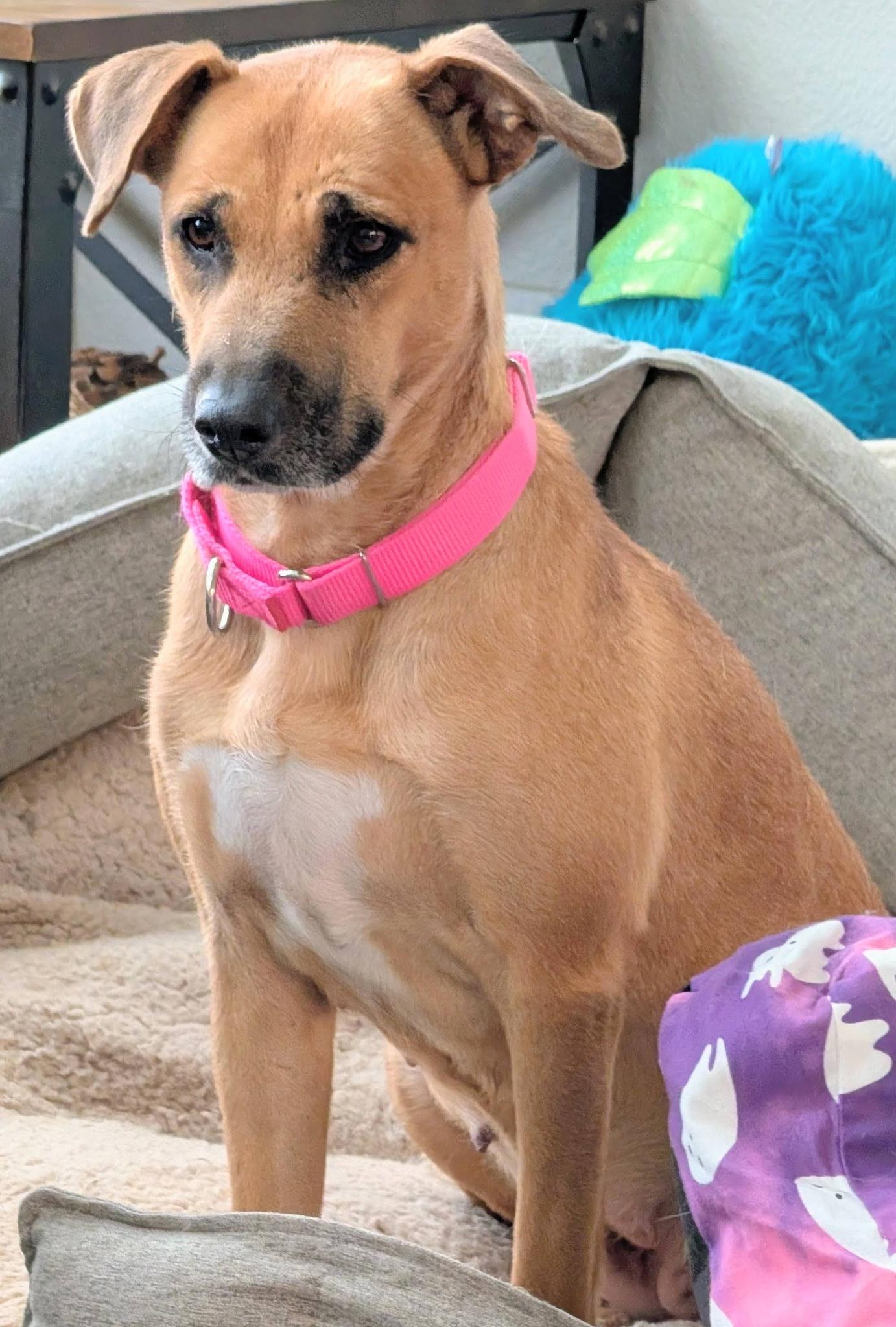 Toffee — thumbnail 2