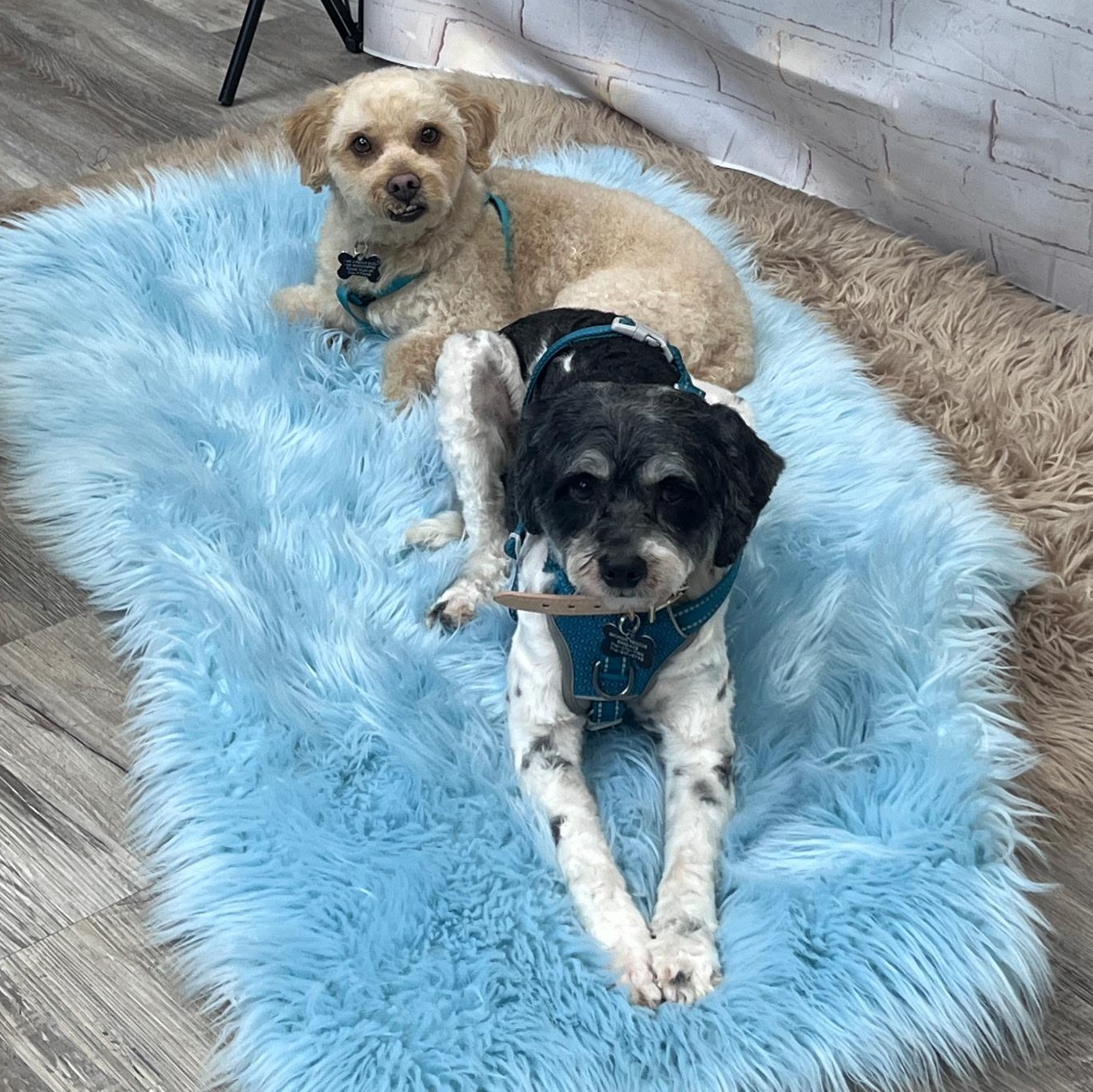 Axford and Murphy, ADOPTABLE, Young Male Bichon Frise & Havanese.