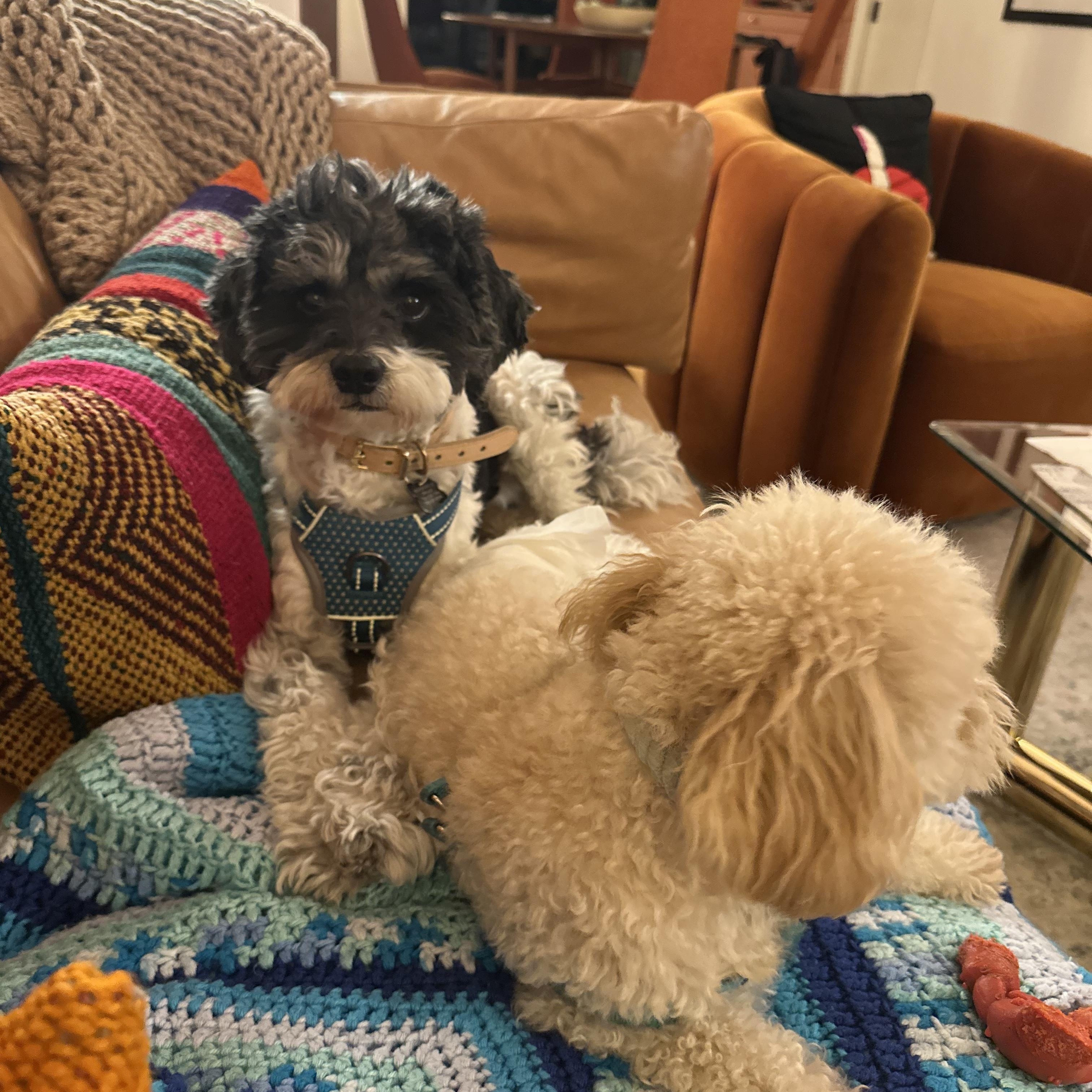 Axford and Murphy, a ADOPTABLE mixed breed in Orange, CA image 5/6