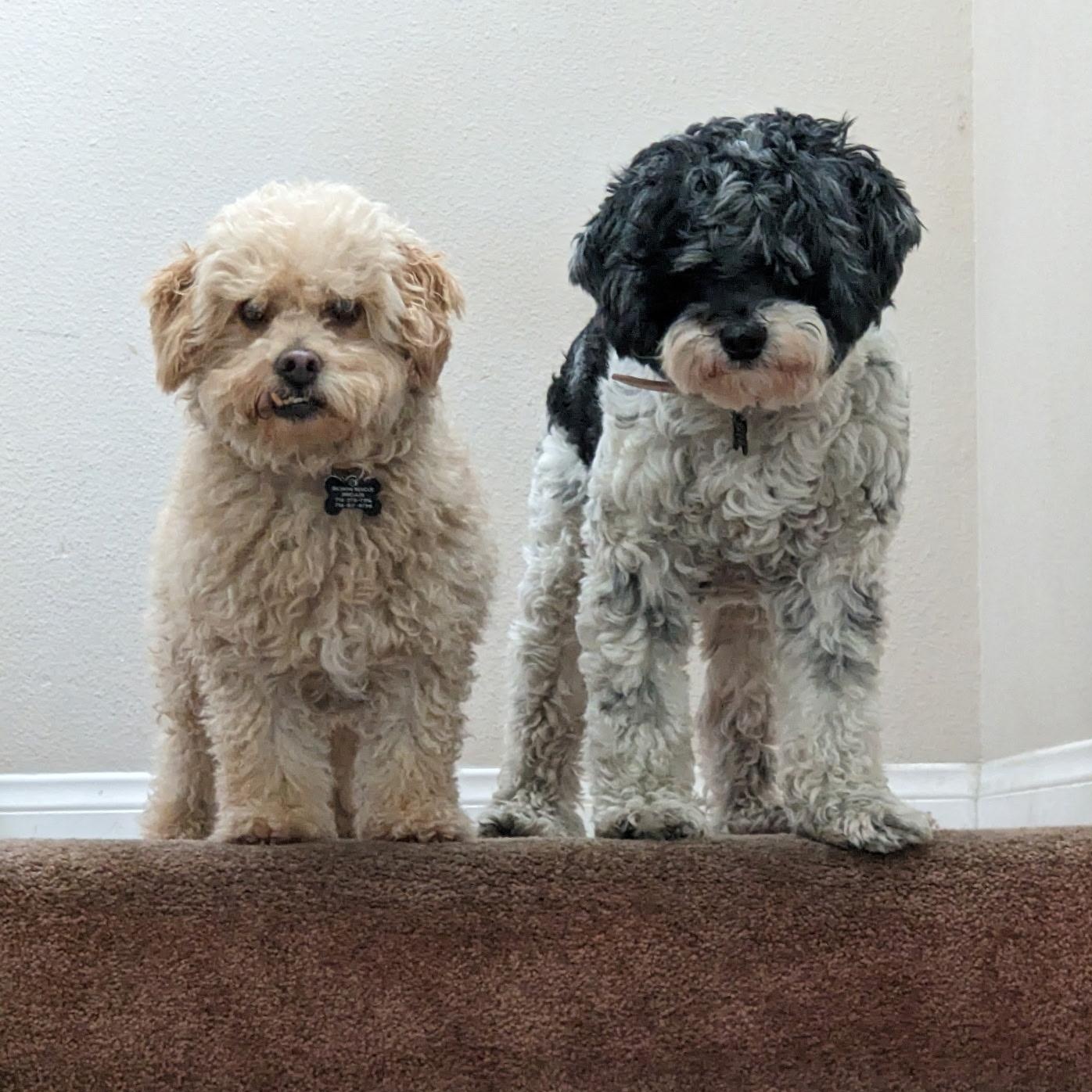 Axford and Murphy, a ADOPTABLE mixed breed in Orange, CA image 2/6