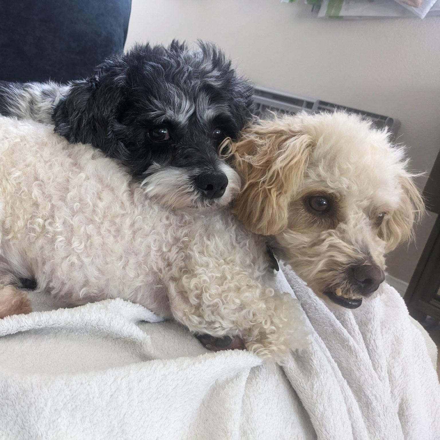 Axford and Murphy, a ADOPTABLE mixed breed in Orange, CA image 3/6