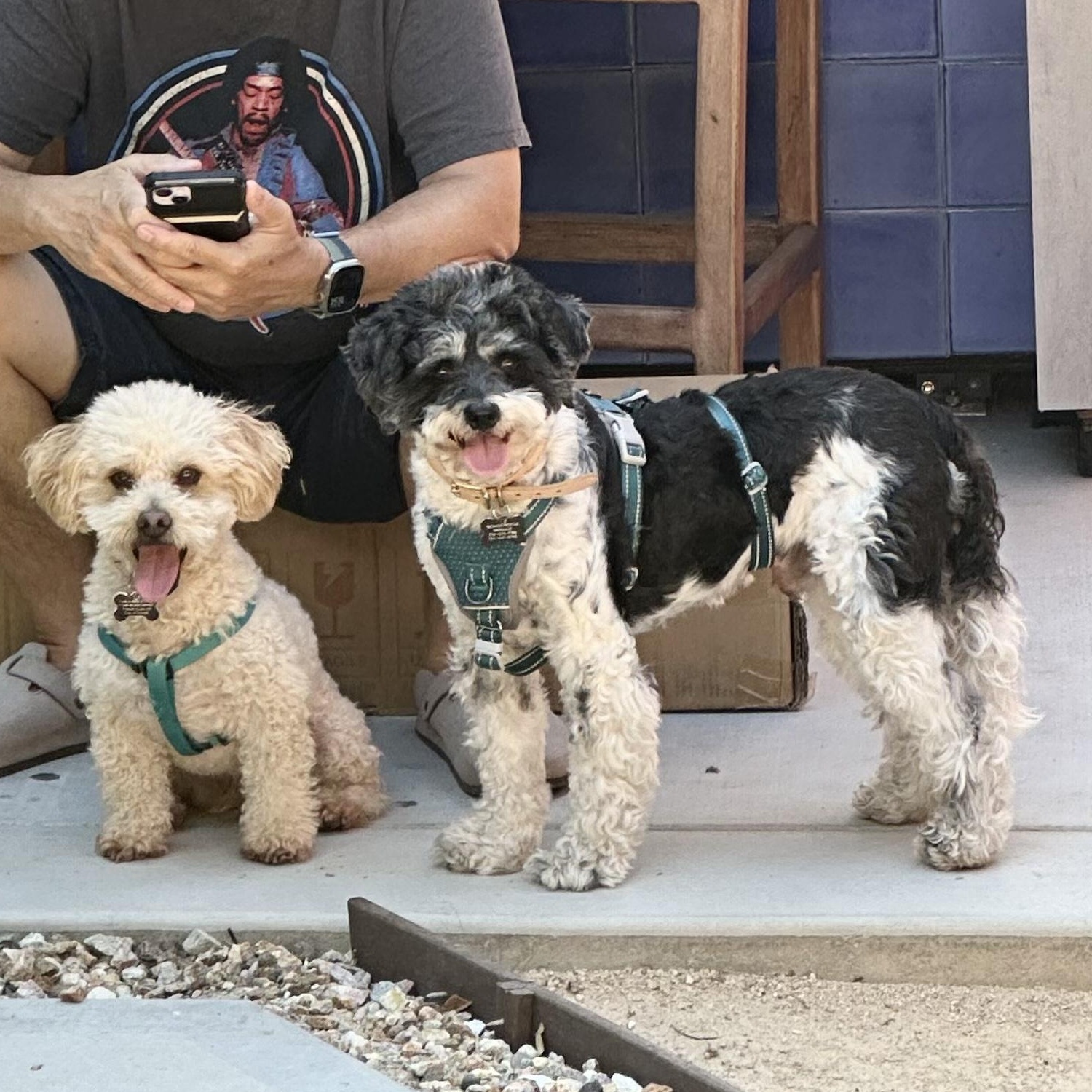 Axford and Murphy, a ADOPTABLE mixed breed in Orange, CA image 4/6
