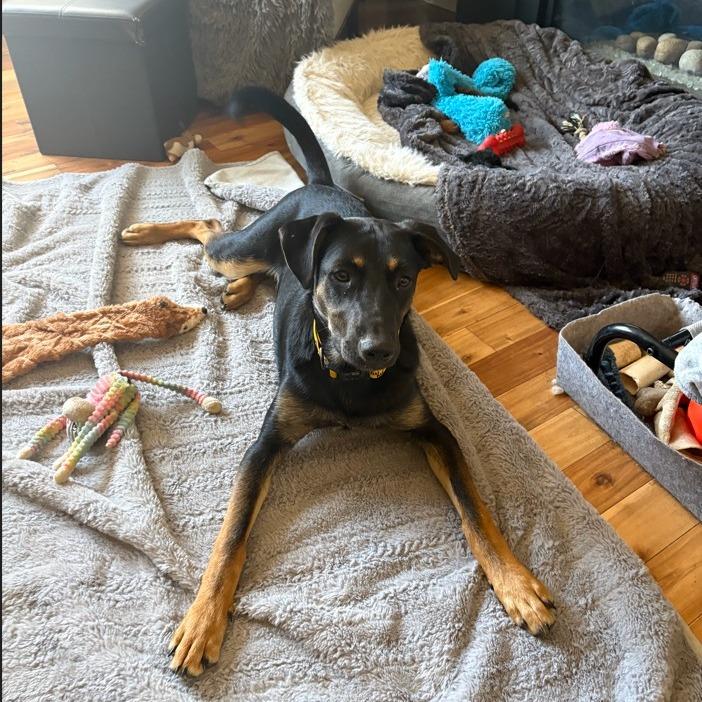 Enlarge Reggie, a Adoptable mixed breed in Calgary, AB image 1/3