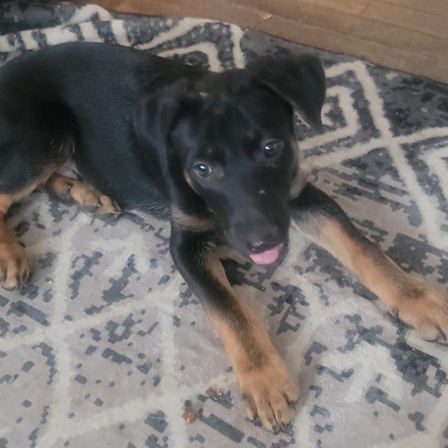 Reggie, Adoptable, Puppy Male German Shepherd Dog & Catahoula Leopard Dog.