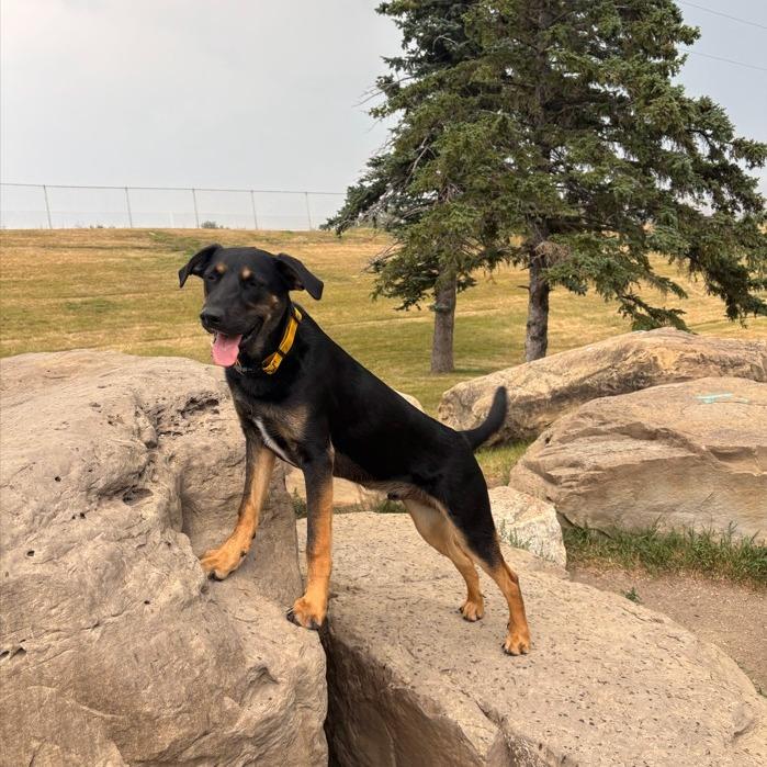 Enlarge Reggie, a Adoptable mixed breed in Calgary, AB image 3/3