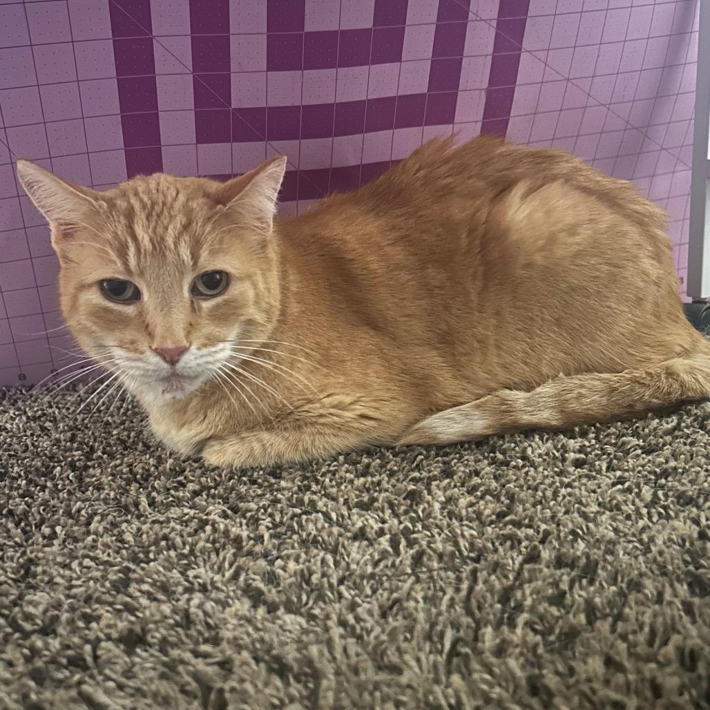 St. Nick, Adoptable, Senior Male Domestic Short Hair.
