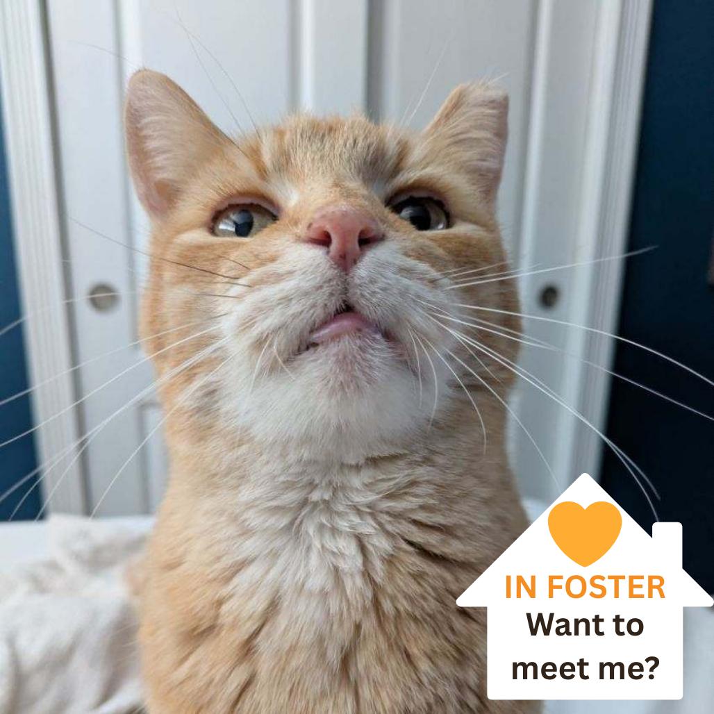 Enlarge St. Nick, a Adoptable Domestic Short Hair in Salt Lake City, UT image 1/6