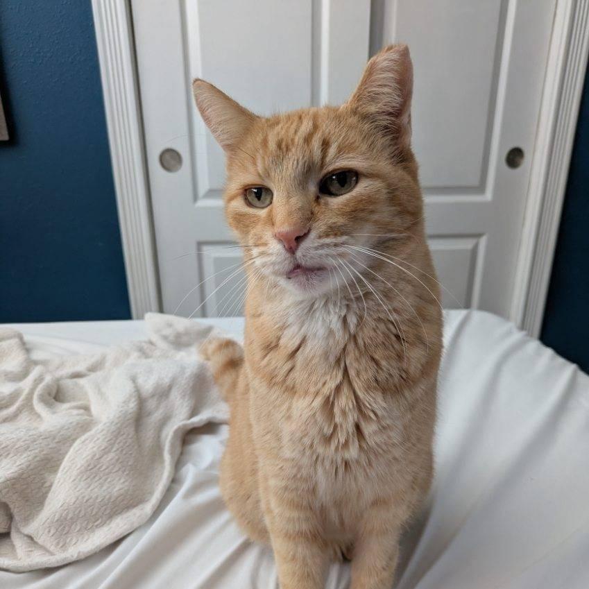 Enlarge Little Nicky, a Adoptable Domestic Short Hair in Salt Lake City, UT image 1/6