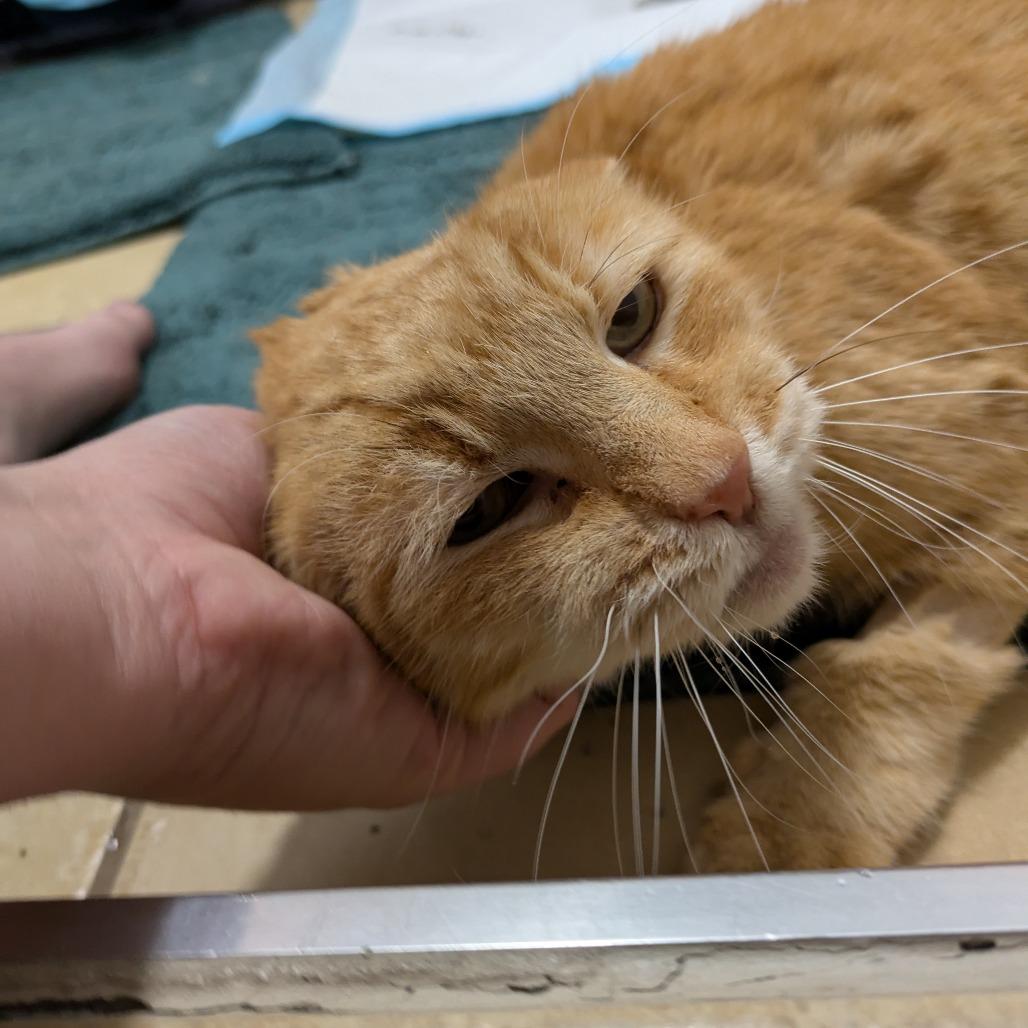 Enlarge St. Nick, a Adoptable Domestic Short Hair in Salt Lake City, UT image 2/6