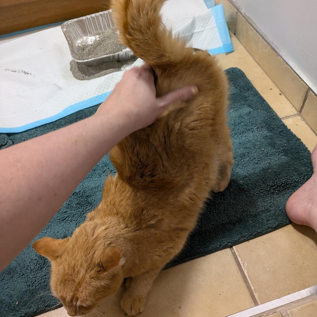 Enlarge St. Nick, a Adoptable Domestic Short Hair in Salt Lake City, UT image 4/6